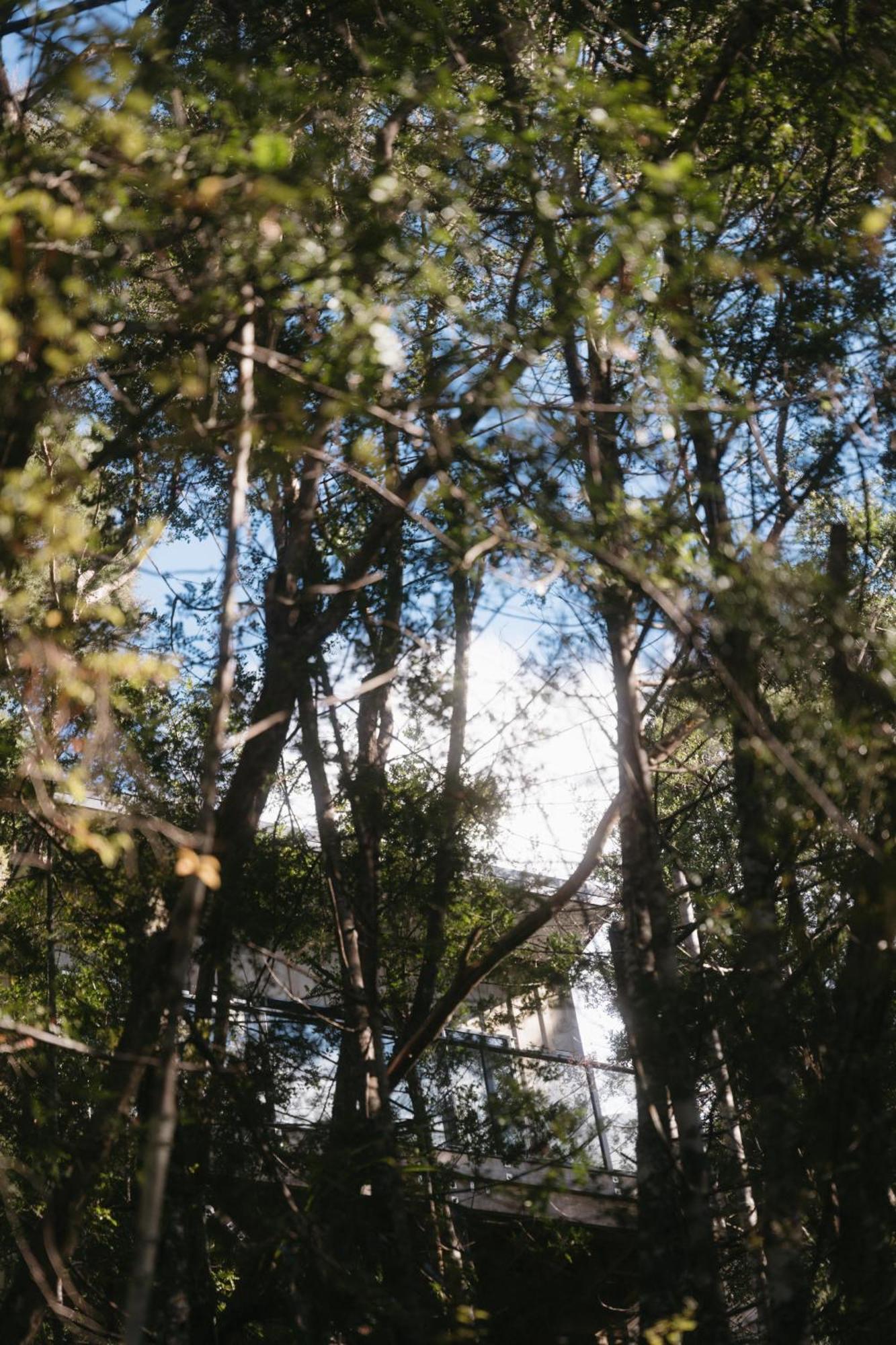 Treetop Tranquility At Rekindle Tree Houses Opua Екстериор снимка